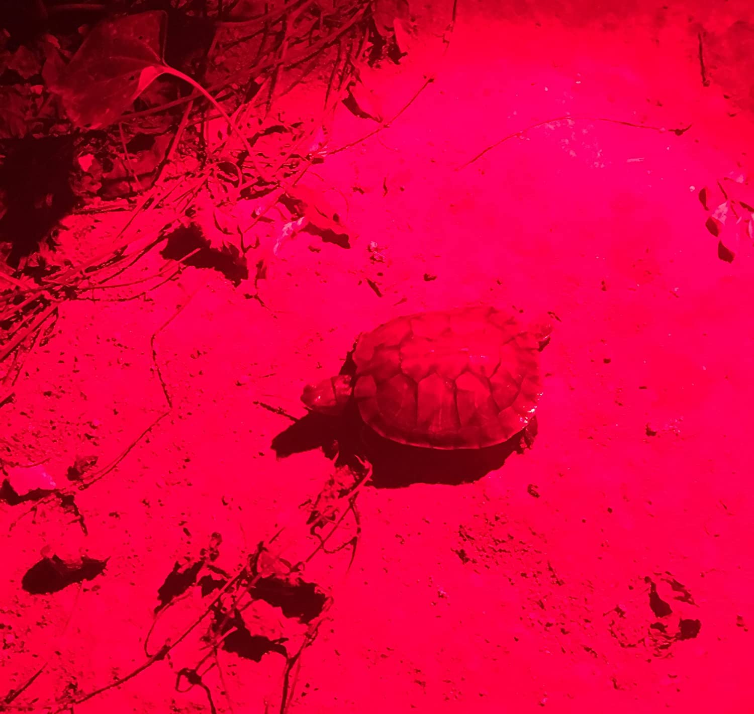 Wayllshine (Pack Of 2 One Mode Red Light Flashlight, Single Mode Red Led Flashlight Red Flashlight, Red Led Red Light For Astronomy, Aviation, Night Observation- 2 Pcs Red Flashlights