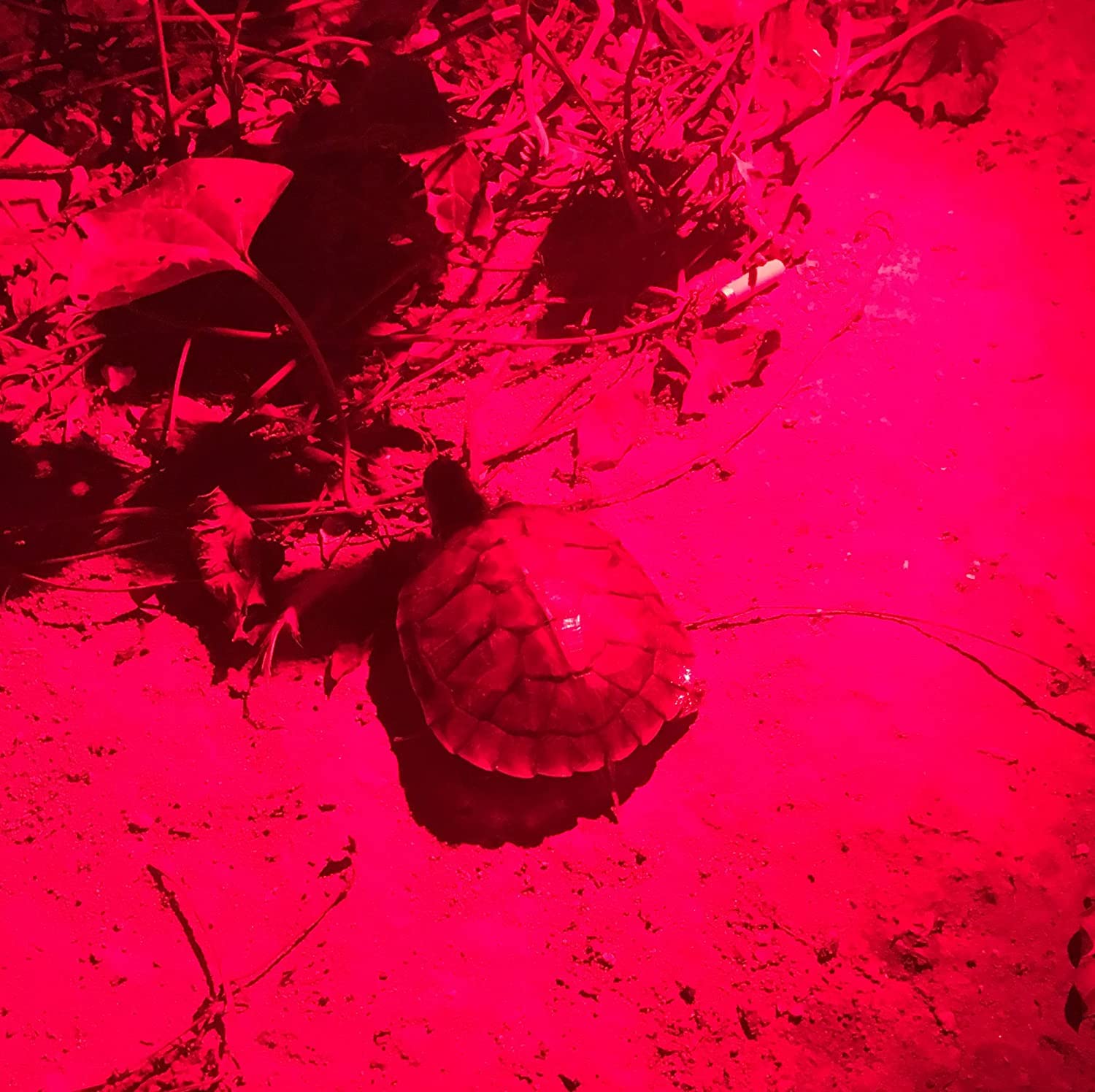 Wayllshine (Pack Of 2 One Mode Red Light Flashlight, Single Mode Red Led Flashlight Red Flashlight, Red Led Red Light For Astronomy, Aviation, Night Observation- 2 Pcs Red Flashlights