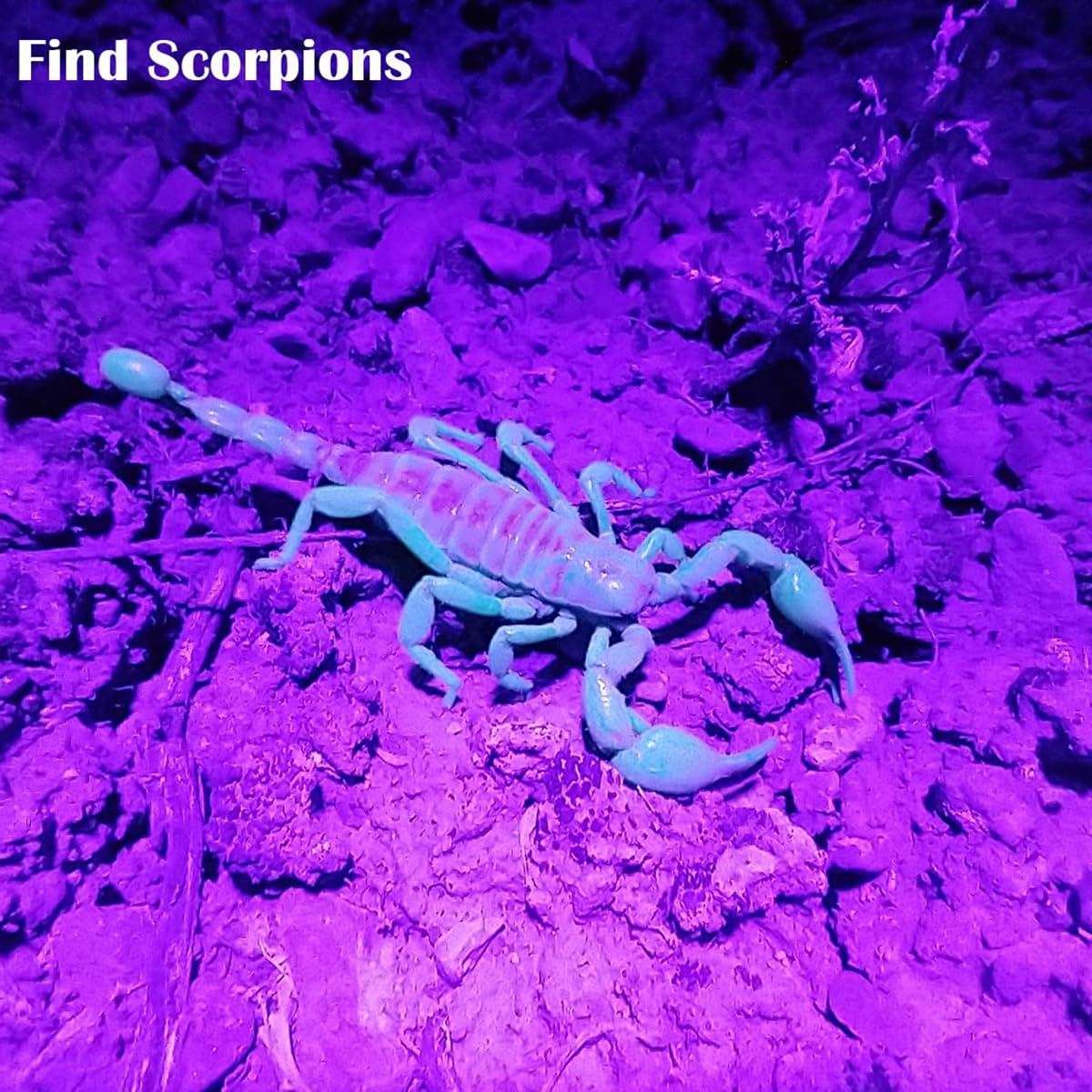 Waklyte Black Light Uv Flashlight, High Power Blacklight Flashlight Rechargeable, 385-395Nm Wavelength Beam Best For Pet Urine Detection, Scorpion, Resin Curing, Bed Bug