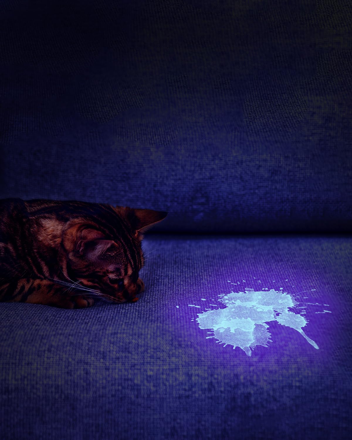 Cosoos 2 Pack Uv Flashlight, 395Nm Mini Black Light, Zoomable Small Torch Light, Portable Urine Detector For Dog/Cat/Pet Urine, Dry Stains, Bed Bugs, Scorpion