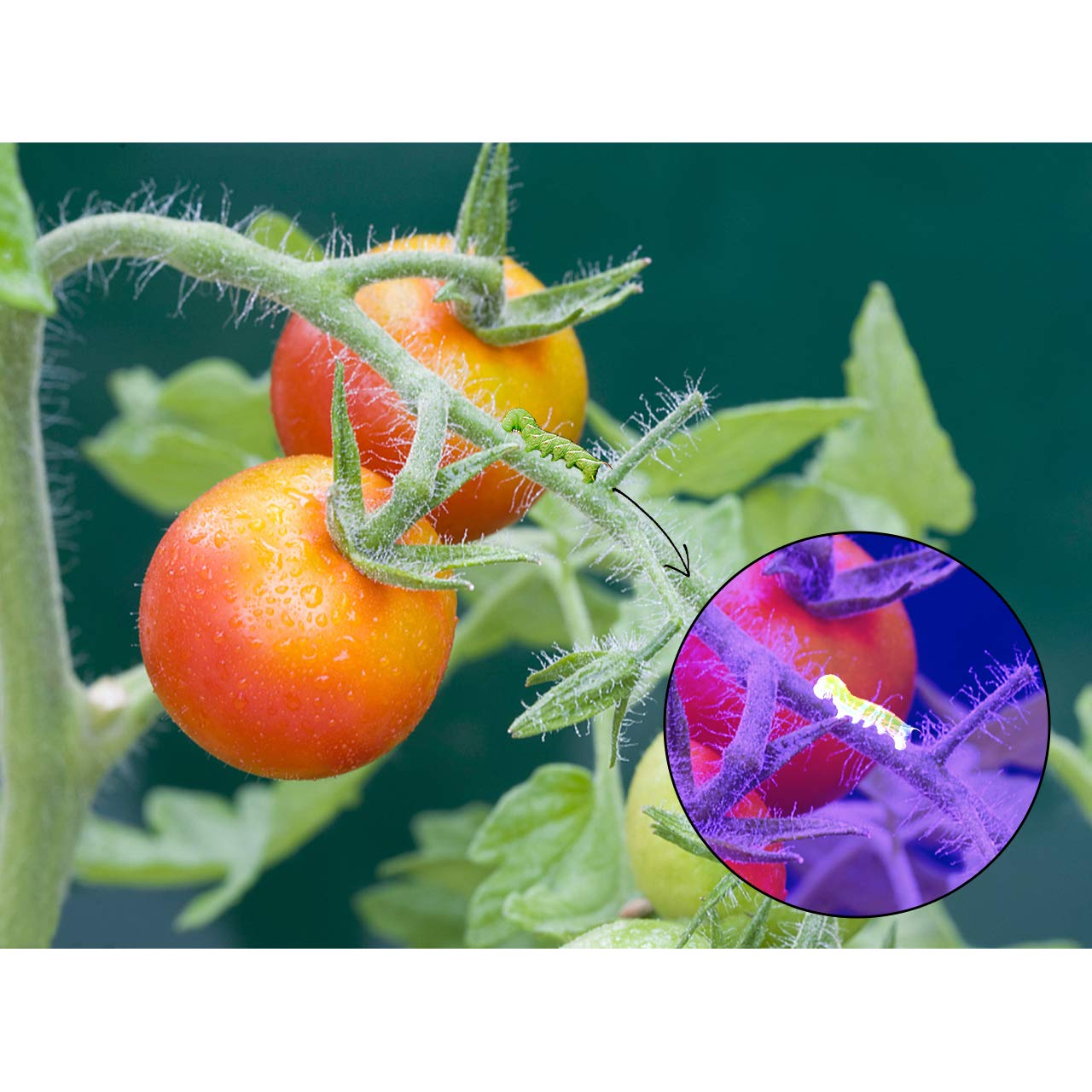 Vansky Uv Flashlight Black Light 51 Led & 51 Led Blacklight Pet Urine Detector For Dog/Cat Urine,Dry Stains,Bed Bug, Matching With Pet Odor Eliminator