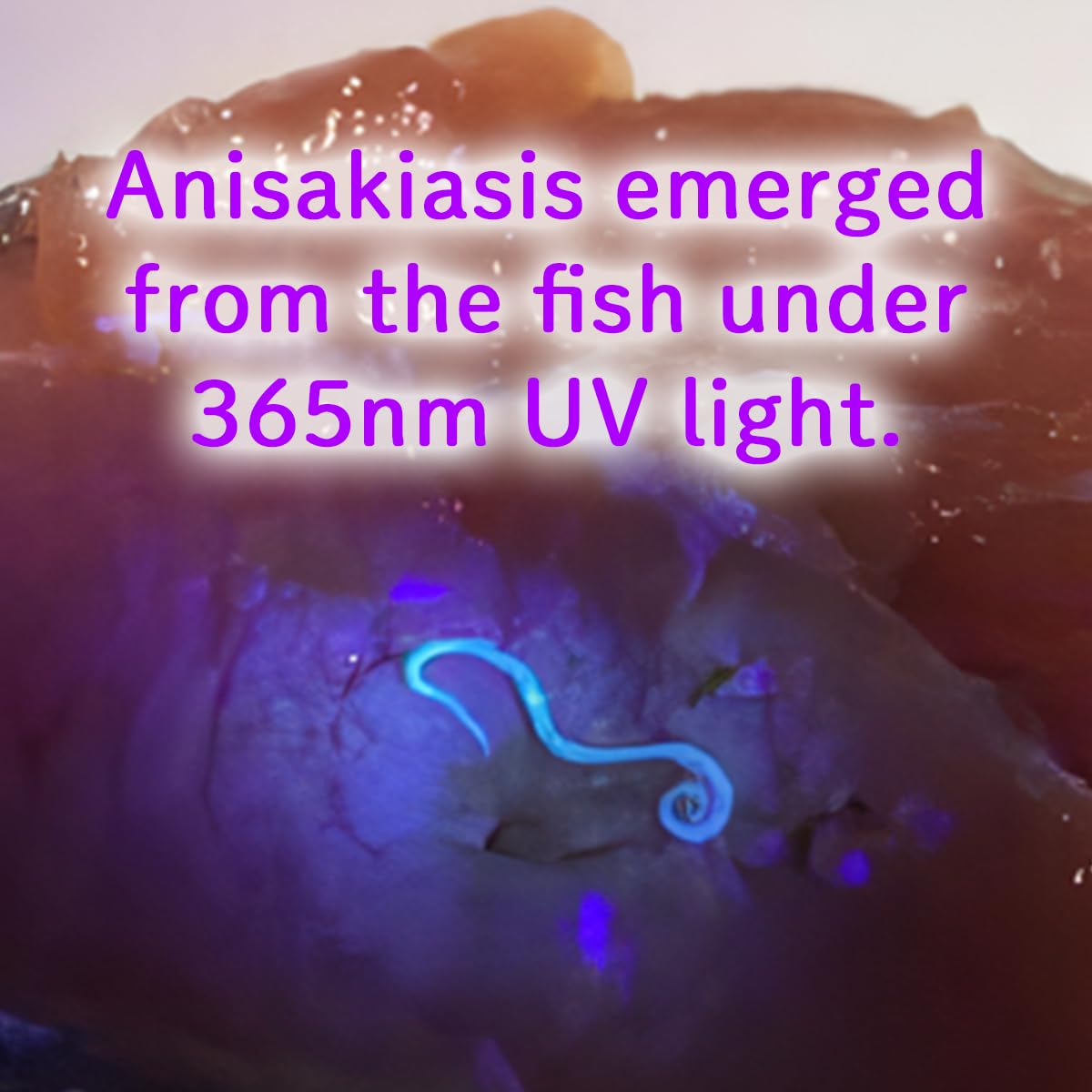Kool Beam Japnanese Sushi Sashimi Lover'S Tool  Uv Flashlight 365Nm Find Anisakiasis In Natural Raw Fish Parasite Light