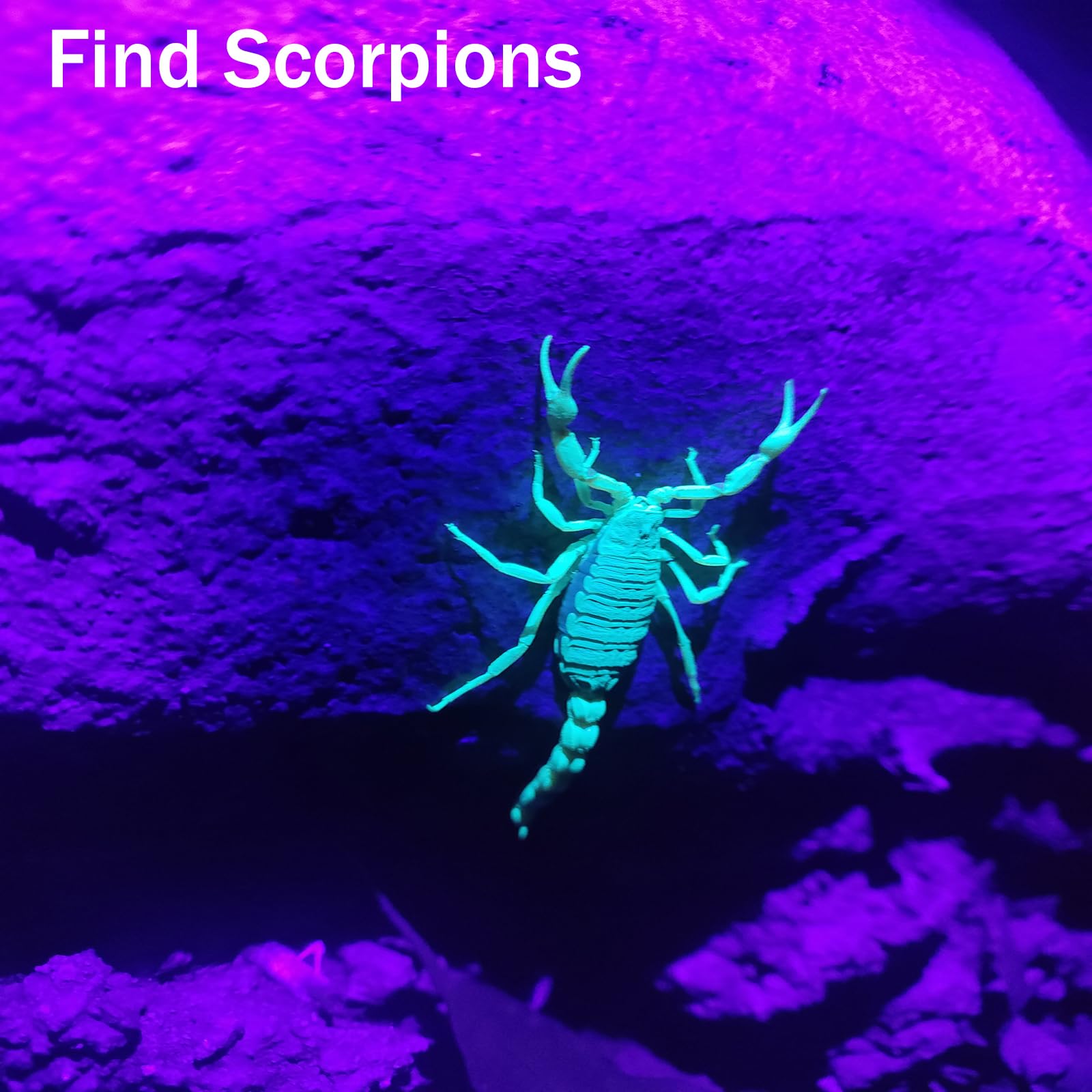 Hsxmn Uv Flashlight Black Light- 365Nm 395Nm Ultraviolet Flashlights, Handheld Blacklight Torch Woods Lamp For Pet Urine Stains Detection, Rocks & Minerals, Glue Curing, Scorpions Finder And Uranium Glass