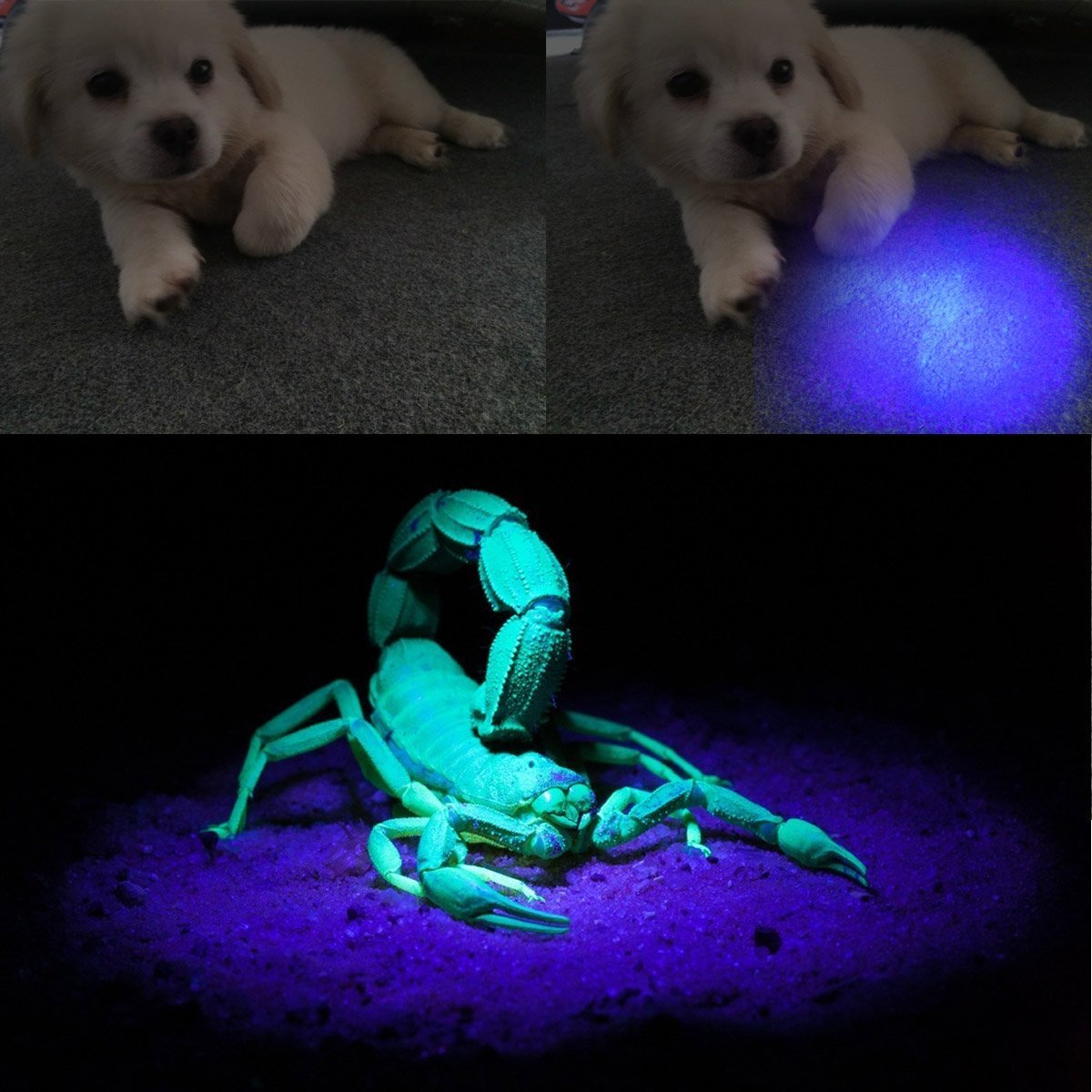 Ar Happy Online Uv Flashlight, Uv Light Led Flashlight , Zoomable 395Nm Uv Flashlight Black Light Detector For Pets Urine And Stains, Bed Bugs And Scorpions (2 Pack)
