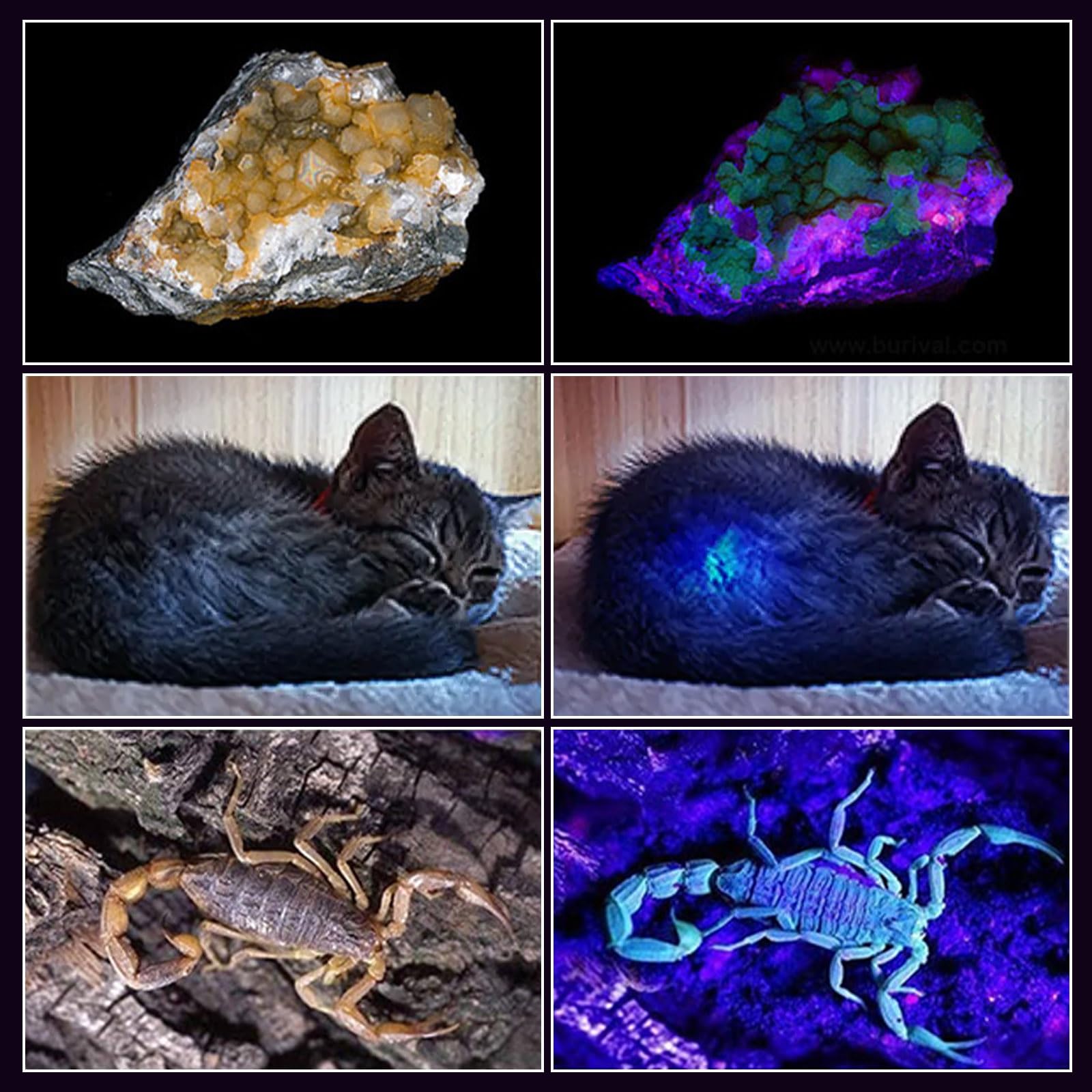 Siuyiu 365Nm Uv-Flashlight Blacklight, 60W 6Led Usb-C Rechargeable, Black Light Flashlights For Pet Urine Detection, Resin Curing, Rock Hunting, Mineral Detection- Ip65 Waterproof & Portable Handheld Torch