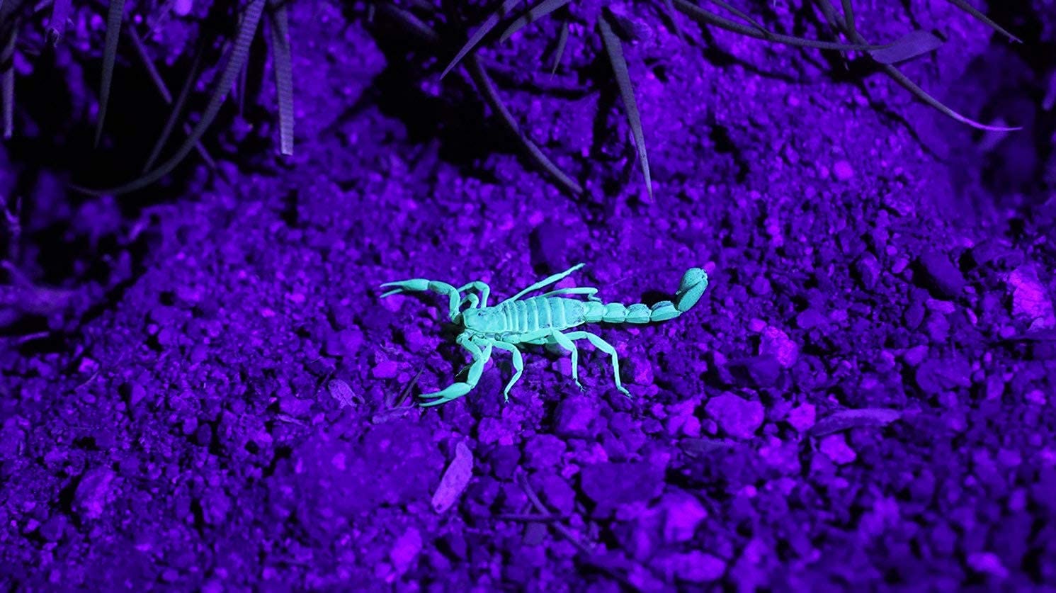 Uvon Ultraviolet Uv 395Nm 51 Leds Flashlight - Detects Pet Stains, Bed Bugs, Scorpions, Fake Money