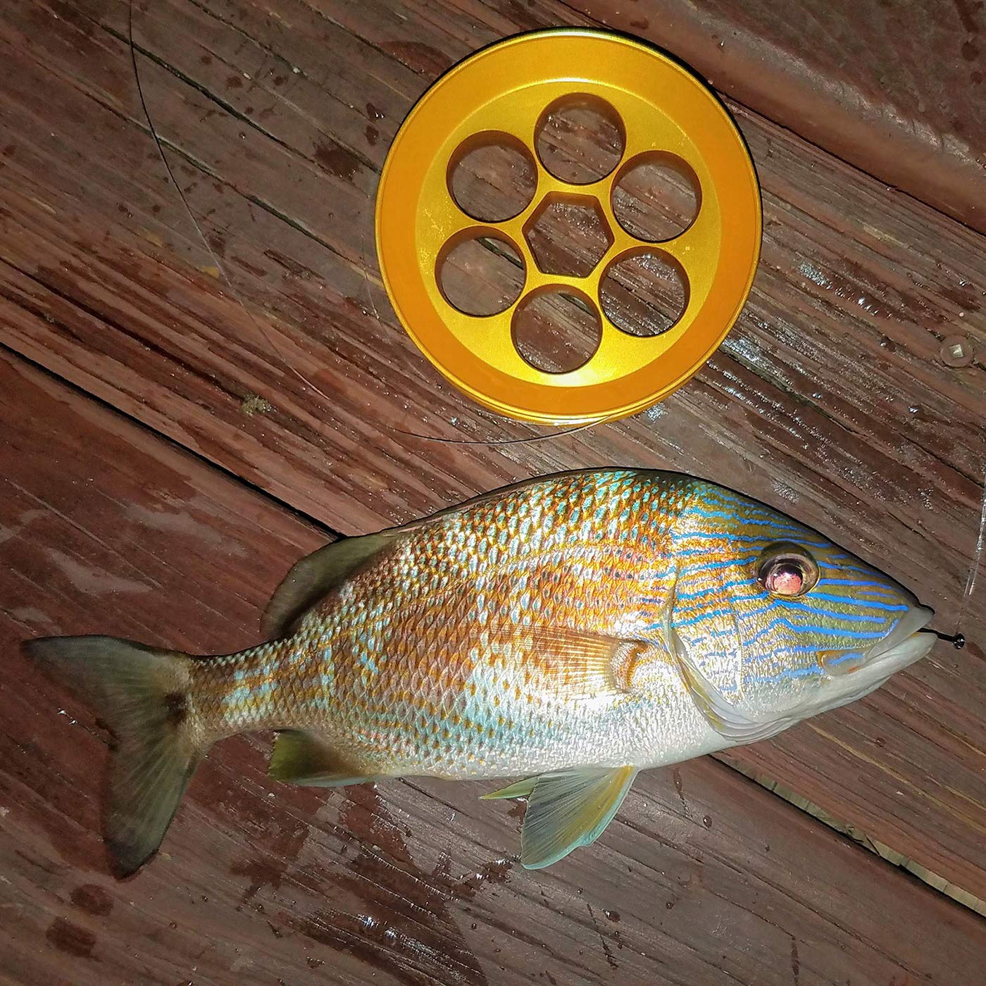 Yoyito Aluminum Hand Line Reel Pocket/Travel Fishing Kit (20 Lb Clear Line)