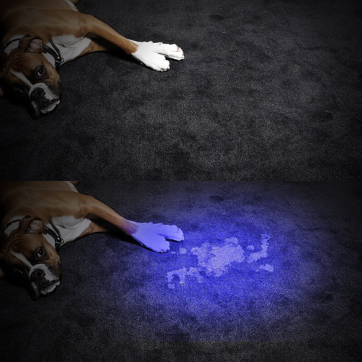 Ar Happy Online Uv Flashlight, Uv Light Flashlight Black Light, Zoomable 365Nm Uv Blacklight Led Flashlight Detector For Pets Urine And Stains, Resin Curing, Bed Bugs And Scorpions (2 Pack)